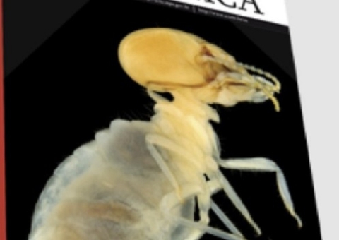 Pesquisadores da Ufam e INPA descobrem novo gênero e espécie de cupins na Amazônia