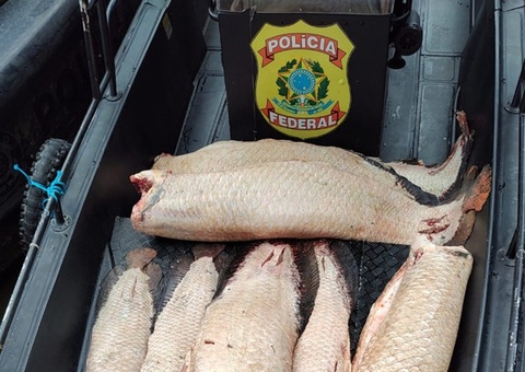 PF apreende mais de meia tonelada de pirarucu e R$ 11 mil em barco no Amazonas
