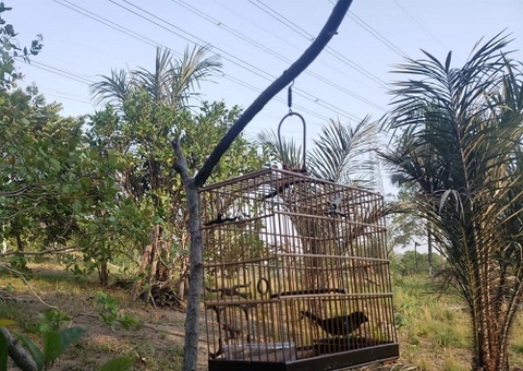 Pássaros silvestres mantidos em cativeiro são resgatados em Manaus
