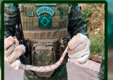 Jiboia é encontrada dentro de carro em Manaus