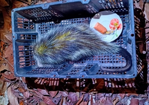 Morador chama a polícia após encontrar porco-espinho dentro de casa em Manaus