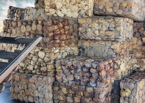 Extrativistas do Amazonas vendem 2 mil toneladas de borracha para multinacional de pneus