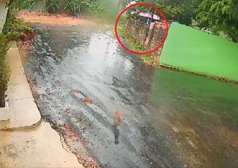 Vídeo mostra momento em que dona de hotel joga cachorros por cima de muro em Manaus