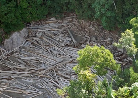 COP 28: governador anuncia programa para combater desmatamento no Amazonas