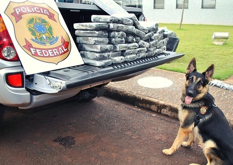 Cerca de 250 kg de maconha são encontrados pela PF em matagal