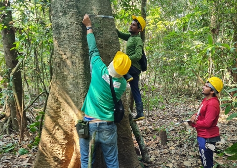 Amazonas reduz em 77% exploração ilegal de madeira e aumenta manejo madeireiro em 91%