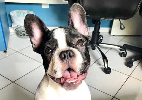 Empresa é condenada por morte de cachorro durante viagem de Manaus a Boa Vista