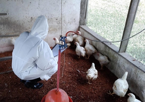 Amazonas emite alerta sobre Influenza Aviária após doença ser confirmada no Brasil