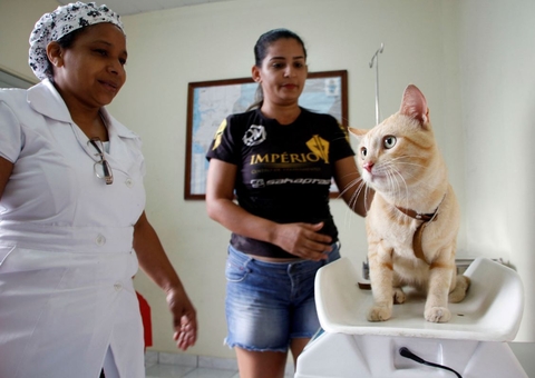 Manaus divulga calendário de castração de cães e gatos