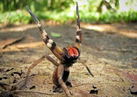 Aranha brasileira que causa ereção faz mercado ser fechado na Áustria