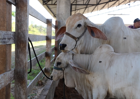 Febre aftosa: Adaf alerta sobre prazo para vacinar gado e atualizar cadastro no Amazonas