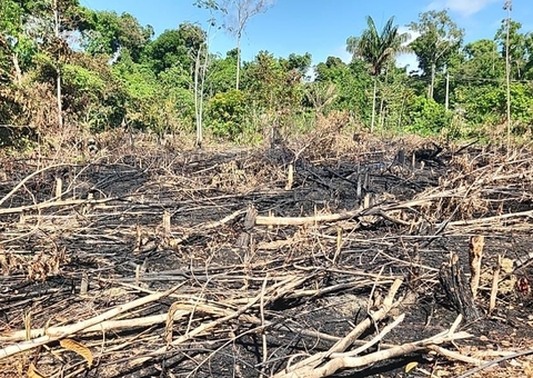 Dema faz operações para combater desmatamentos e maus tratos de animais silvestres no Amazonas