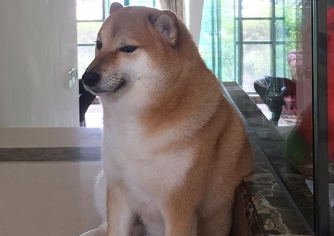 Cachorro famoso por meme morre aos 12 anos