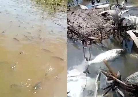 Vídeos: Centenas de peixes surgem mortos em igarapé do Amazonas