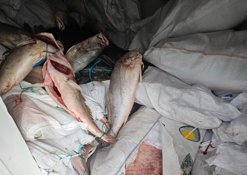 PF prende homem com meia tonelada de peixe ilegal no Amazonas