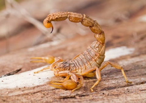Menino de 9 anos quase tem pênis amputado após picada de escorpião
