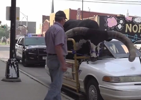 Boi de 1 tonelada 'pega carona' em cima de carro em rodovia; vídeo