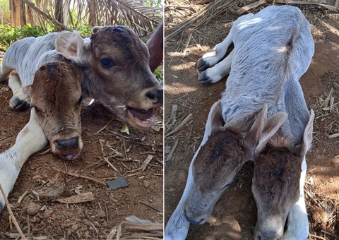 Bezerra nasce com duas cabeças; veja vídeo