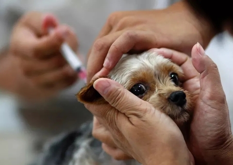 São Paulo registra primeiro caso de raiva canina em 40 anos