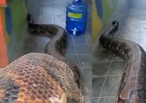 Vídeo impressionante mostra ‘maior cobra do mundo’ invadindo casa