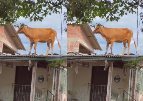 Vaca vai parar no telhado de casa após passagem de ciclone no RS; veja vídeo