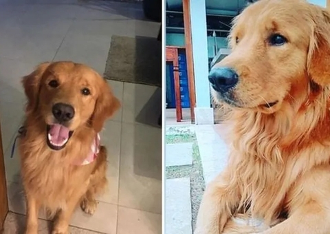 Cachorro de influenciadora digital é morto a tiros por policial militar