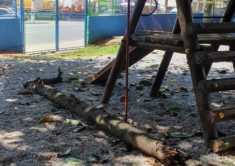 Menina de 5 anos morre após ser atingida por árvore em parquinho de escola