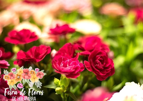 Feira de Flores de Holambra chega a Manaus com uma explosão de cores e 200 tipos de flores 