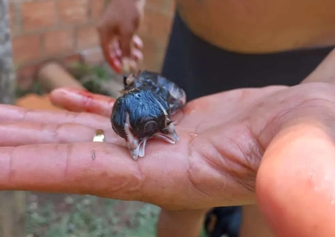 Policefalia: Pinto nasce com duas cabeças e três olhos 