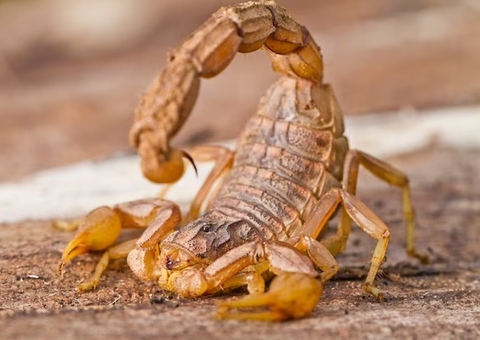 Menina de 8 anos é picada por escorpião escondido em tênis