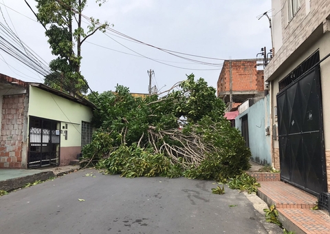 Árvore tomba e bloqueia rua de Manaus durante ventania; vídeo