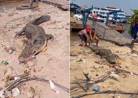 Jacaré de 4 metros fica encalhado e recebe ajuda de moradores em Manaus 