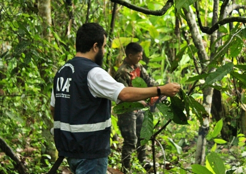Adaf apresenta ações para erradicar praga que mata cacau e cupuaçu no Amazonas