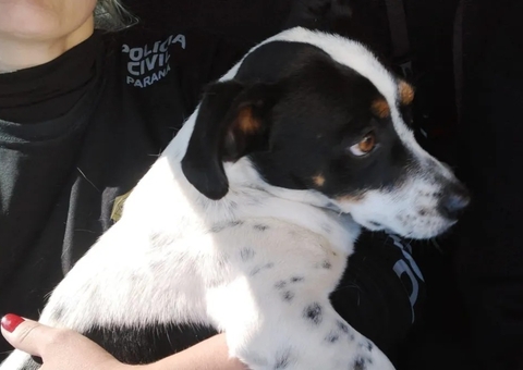 Cão vira autor de processo contra tutor por maus-tratos