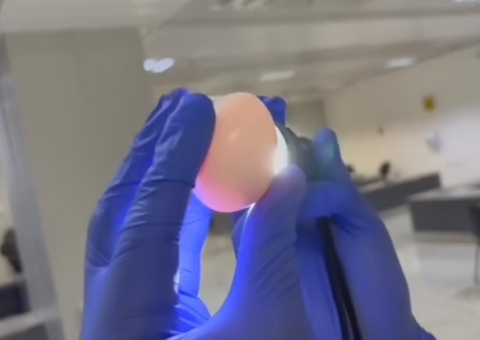 Ibama apreende 60 ovos de aves silvestres em bolsa de turista chinês; multa é de R$300 mil