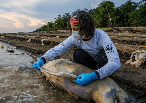 Para evitar mortes de botos, trechos quentes do Lago Tefé serão isolados