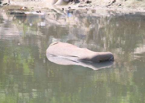 Com mãos e pés amarrados, corpo é jogado em igarapé de Manaus