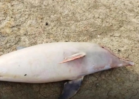 Mais 23 carcaças de botos mortos são encontradas no interior do Amazonas