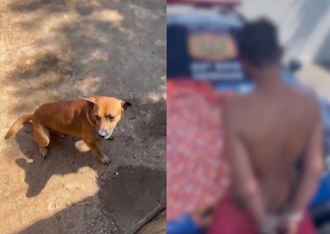 Vira-lata caramelo arranca orelha de ladrão e impede roubo; vídeo