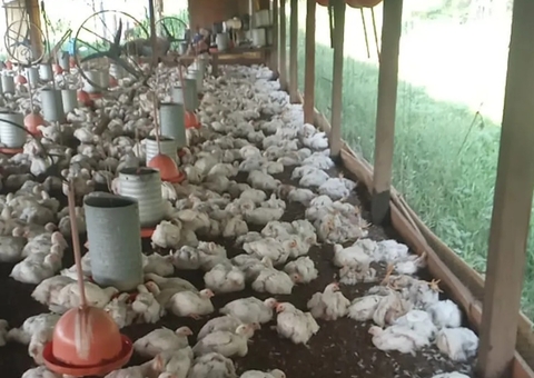 Mais de mil frangos morrem por causa de calor intenso