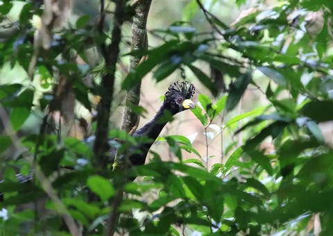 Pesquisadores acham ave quase em extinção e desaparecida há 40 anos