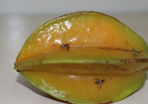 Amazonas entra em emergência sanitária por conta da mosca-da-carambola