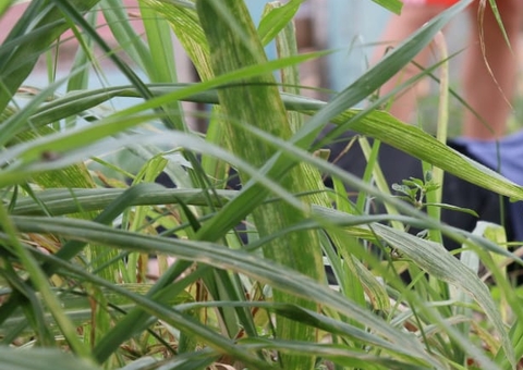 Homem é executado a tiros em área de mata em Manaus