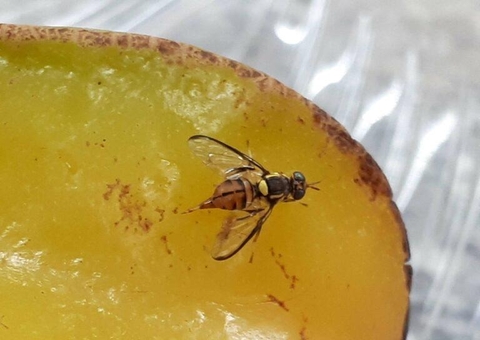 Entenda porque Amazonas entrou em emergência sanitária por conta da mosca-da-carambola