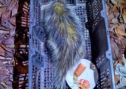 Polícia resgata porco-espinho encontrado dentro de casa em Manaus 