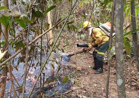 Brigadistas do Ibama ajudam a combater incêndios florestais no Amazonas 