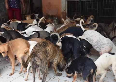 Idosa de 81 anos morre e é devorada por mais de 100 cães 