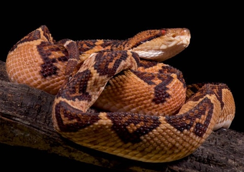 Com duas mortes no ano, Amazonas registra queda de 14% em picadas de cobras