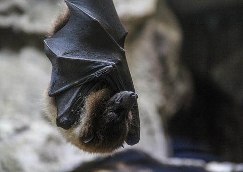 Pesquisadores descobrem morcego 'bem dotado' que é incapaz de penetrar durante sexo