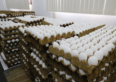 Mais de 60 mil ovos apreendidos em fiscalização são doados a entidades de Manaus